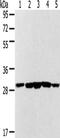 DHSB antibody, CSB-PA992496, Cusabio, Western Blot image 