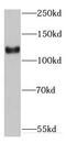 Elastin Microfibril Interfacer 1 antibody, FNab02755, FineTest, Western Blot image 