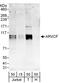 ARVCF Delta Catenin Family Member antibody, A303-310A, Bethyl Labs, Western Blot image 