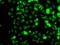 SECIS Binding Protein 2 antibody, GTX32857, GeneTex, Immunocytochemistry image 