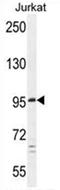 Patched Domain Containing 4 antibody, AP50649PU-N, Origene, Western Blot image 