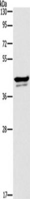 APOL1 antibody, TA350744, Origene, Western Blot image 