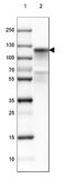 CDH16 antibody, NBP2-34028, Novus Biologicals, Western Blot image 