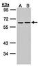 Zinc finger protein with KRAB and SCAN domains 3 antibody, orb73751, Biorbyt, Western Blot image 