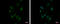 Zinc Finger Protein 624 antibody, GTX119609, GeneTex, Immunofluorescence image 