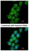 Protein Regulator Of Cytokinesis 1 antibody, NBP2-19925, Novus Biologicals, Immunocytochemistry image 