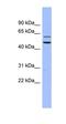 H/ACA ribonucleoprotein complex subunit 4 antibody, orb330119, Biorbyt, Western Blot image 