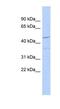 Family With Sequence Similarity 81 Member A antibody, NBP1-79521, Novus Biologicals, Western Blot image 