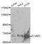 IAP2 antibody, AHP2456, Bio-Rad (formerly AbD Serotec) , Western Blot image 