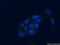Plasminogen antibody, 18300-1-AP, Proteintech Group, Immunofluorescence image 