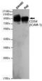 Intercellular Adhesion Molecule 1 antibody, TA346975, Origene, Western Blot image 