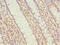 Myosin Light Chain Kinase 3 antibody, LS-C676107, Lifespan Biosciences, Immunohistochemistry paraffin image 