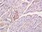 Interferon Regulatory Factor 7 antibody, OABF01189, Aviva Systems Biology, Immunohistochemistry frozen image 