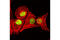 Cohesin subunit SA-2 antibody, 5882S, Cell Signaling Technology, Immunocytochemistry image 