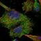 Homer Scaffold Protein 2 antibody, HPA040134, Atlas Antibodies, Immunofluorescence image 