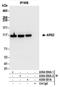 Serrate RNA effector molecule homolog antibody, A304-550A, Bethyl Labs, Immunoprecipitation image 