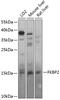 FKBP Prolyl Isomerase 2 antibody, 14-169, ProSci, Western Blot image 
