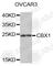 Chromobox 1 antibody, A2247, ABclonal Technology, Western Blot image 