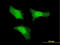 Heparin-binding growth factor 1 antibody, LS-B5407, Lifespan Biosciences, Immunofluorescence image 