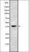 Trace Amine Associated Receptor 5 antibody, orb337520, Biorbyt, Western Blot image 