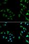 MDM2 Proto-Oncogene antibody, orb129683, Biorbyt, Immunofluorescence image 