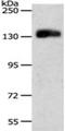 Platelet And Endothelial Cell Adhesion Molecule 1 antibody, orb107571, Biorbyt, Western Blot image 