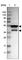 Magnesium Transporter MRS2 antibody, HPA017642, Atlas Antibodies, Western Blot image 
