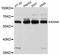 Endothelial cell-selective adhesion molecule antibody, A12210, ABclonal Technology, Western Blot image 