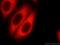 Pyruvate Kinase M1/2 antibody, 60268-1-Ig, Proteintech Group, Immunofluorescence image 