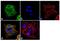 Prostaglandin-Endoperoxide Synthase 1 antibody, PA5-16318, Invitrogen Antibodies, Immunofluorescence image 