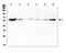 Suppressor of cytokine signaling 5 antibody, A05989-1, Boster Biological Technology, Western Blot image 