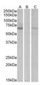 Makorin Ring Finger Protein 1 antibody, orb125005, Biorbyt, Western Blot image 
