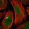 Round Spermatid Basic Protein 1 Like antibody, HPA020406, Atlas Antibodies, Immunofluorescence image 