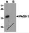 Vasohibin 1 antibody, 6325, ProSci Inc, Western Blot image 