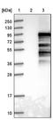 Fibrous sheath-interacting protein 1 antibody, NBP1-81959, Novus Biologicals, Western Blot image 