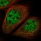 Meiosis Specific Nuclear Structural 1 antibody, HPA039975, Atlas Antibodies, Immunofluorescence image 