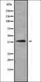 SH3 Domain Containing GRB2 Like 3, Endophilin A3 antibody, orb338703, Biorbyt, Western Blot image 
