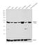 Aldolase, Fructose-Bisphosphate C antibody, PA5-12317, Invitrogen Antibodies, Western Blot image 