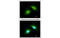 Growth arrest and DNA damage-inducible protein GADD45 gamma antibody, MBS837278, MyBioSource, Immunofluorescence image 