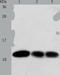 ADF antibody, TA322865, Origene, Western Blot image 