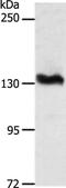 ADAM Metallopeptidase With Thrombospondin Type 1 Motif 16 antibody, PA5-50598, Invitrogen Antibodies, Western Blot image 