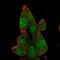 Bromodomain Containing 7 antibody, HPA060171, Atlas Antibodies, Immunofluorescence image 