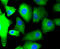 Protein Tyrosine Kinase 2 antibody, 13-926, ProSci, Immunofluorescence image 