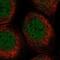 Chromosome 5 Open Reading Frame 51 antibody, PA5-60506, Invitrogen Antibodies, Immunofluorescence image 