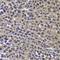 Nudix Hydrolase 2 antibody, orb247640, Biorbyt, Immunohistochemistry paraffin image 