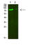 Collagen alpha-2(VIII) chain antibody, A05649, Boster Biological Technology, Western Blot image 