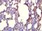 Fms Related Tyrosine Kinase 3 antibody, orb5253, Biorbyt, Immunohistochemistry paraffin image 
