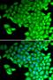 Alcohol Dehydrogenase 4 (Class II), Pi Polypeptide antibody, orb167360, Biorbyt, Immunofluorescence image 
