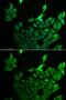 TSC22 Domain Family Member 3 antibody, GTX33560, GeneTex, Immunofluorescence image 