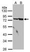 SSX Family Member 2 Interacting Protein antibody, PA5-28108, Invitrogen Antibodies, Western Blot image 